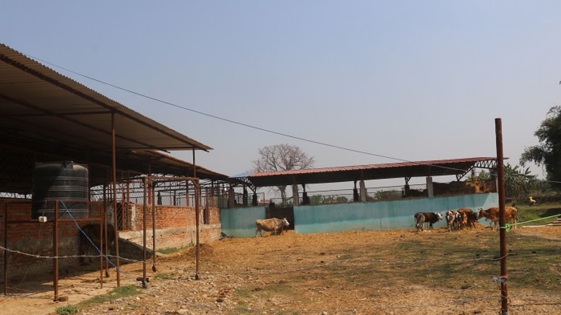 कृष्ण–मोहन गौशालाः दूध र गोबर बेचेर मासिक एक लाख ५० हजार आम्दानी 